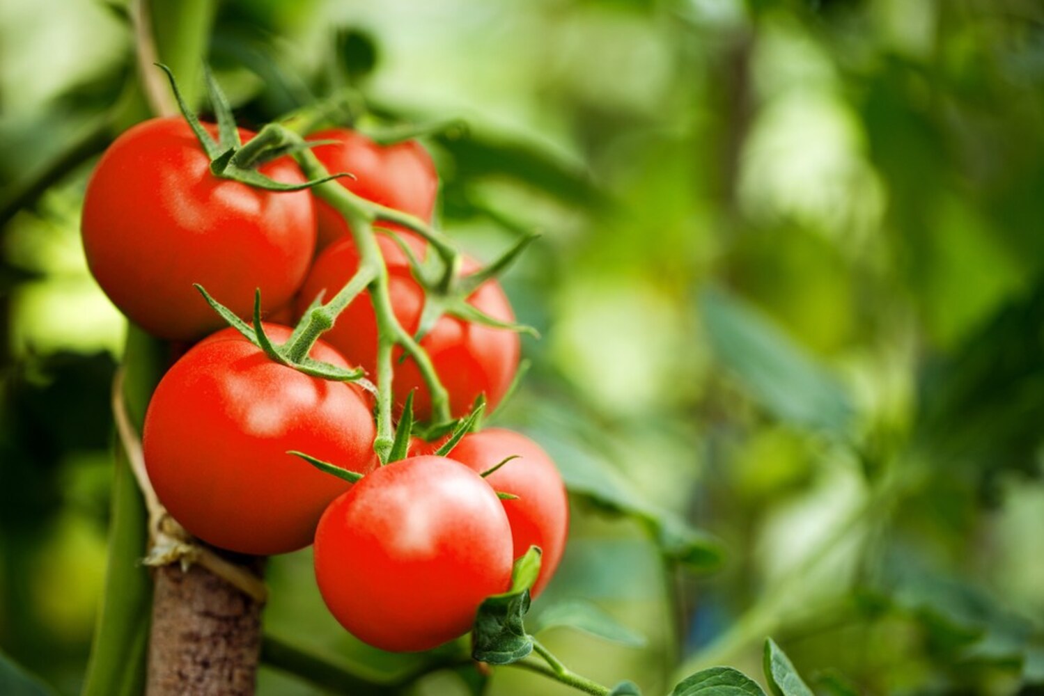 tomato