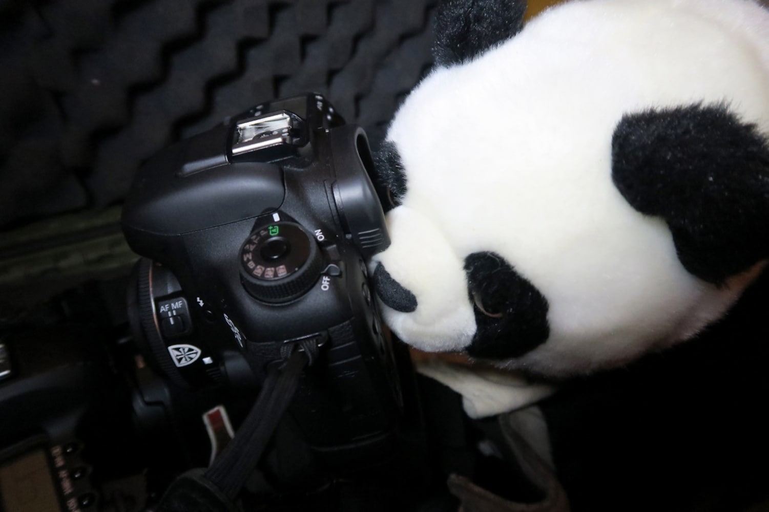panda