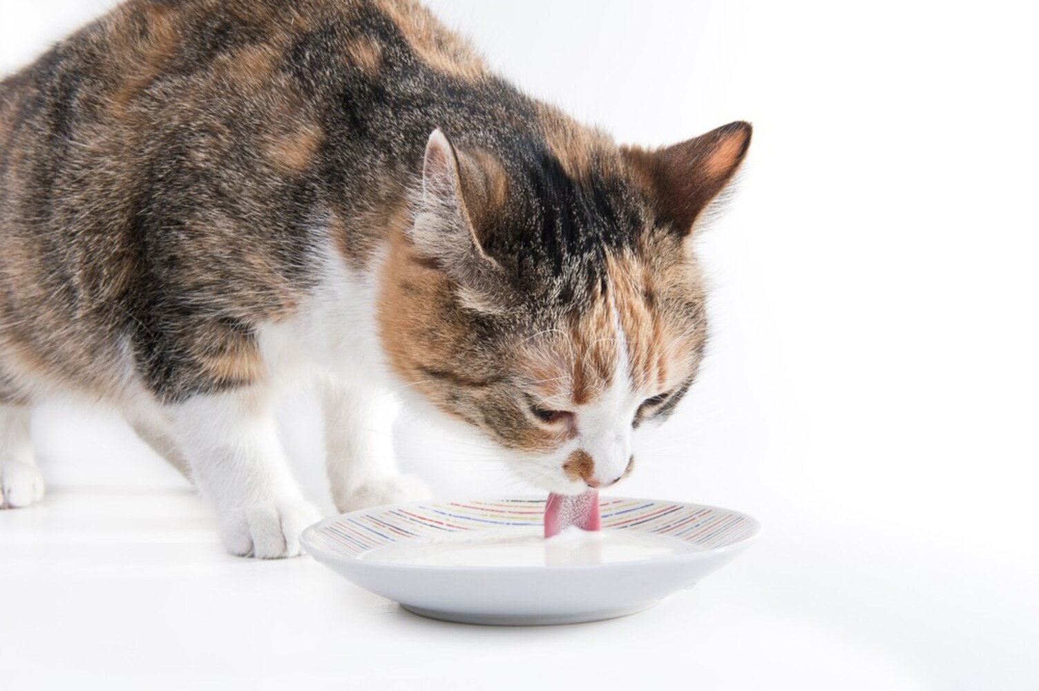 ミルクを飲む猫