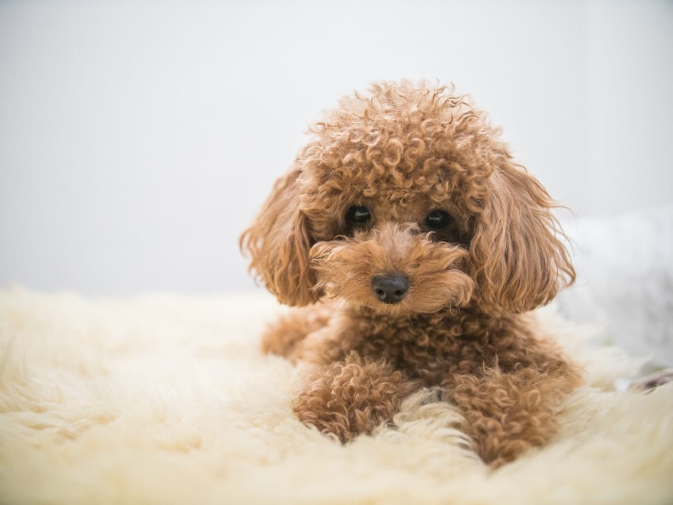 安全性|愛犬の健康を考えるなら無添加のものを