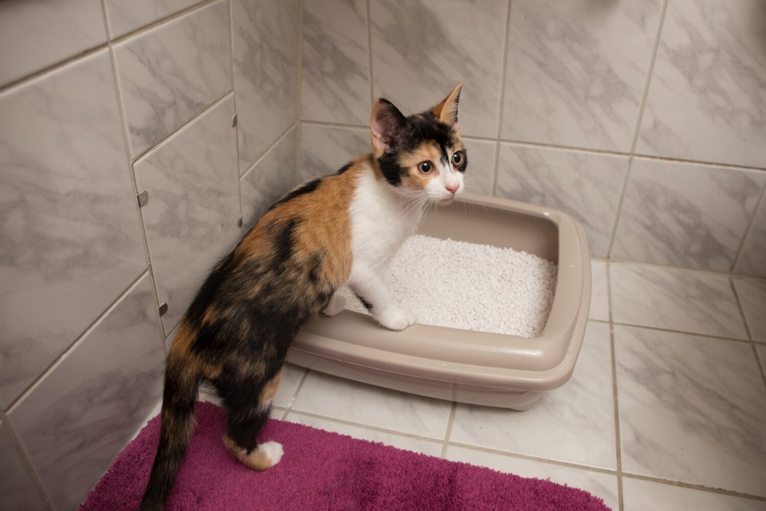 色|猫の健康状態がチェックできるホワイトが◎