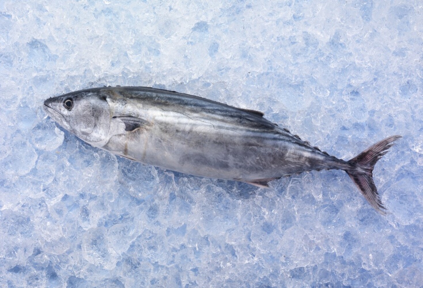 魚の種類|クセがなく幅広く使えるのは鰹!鮪は吸い物など薄味料理に