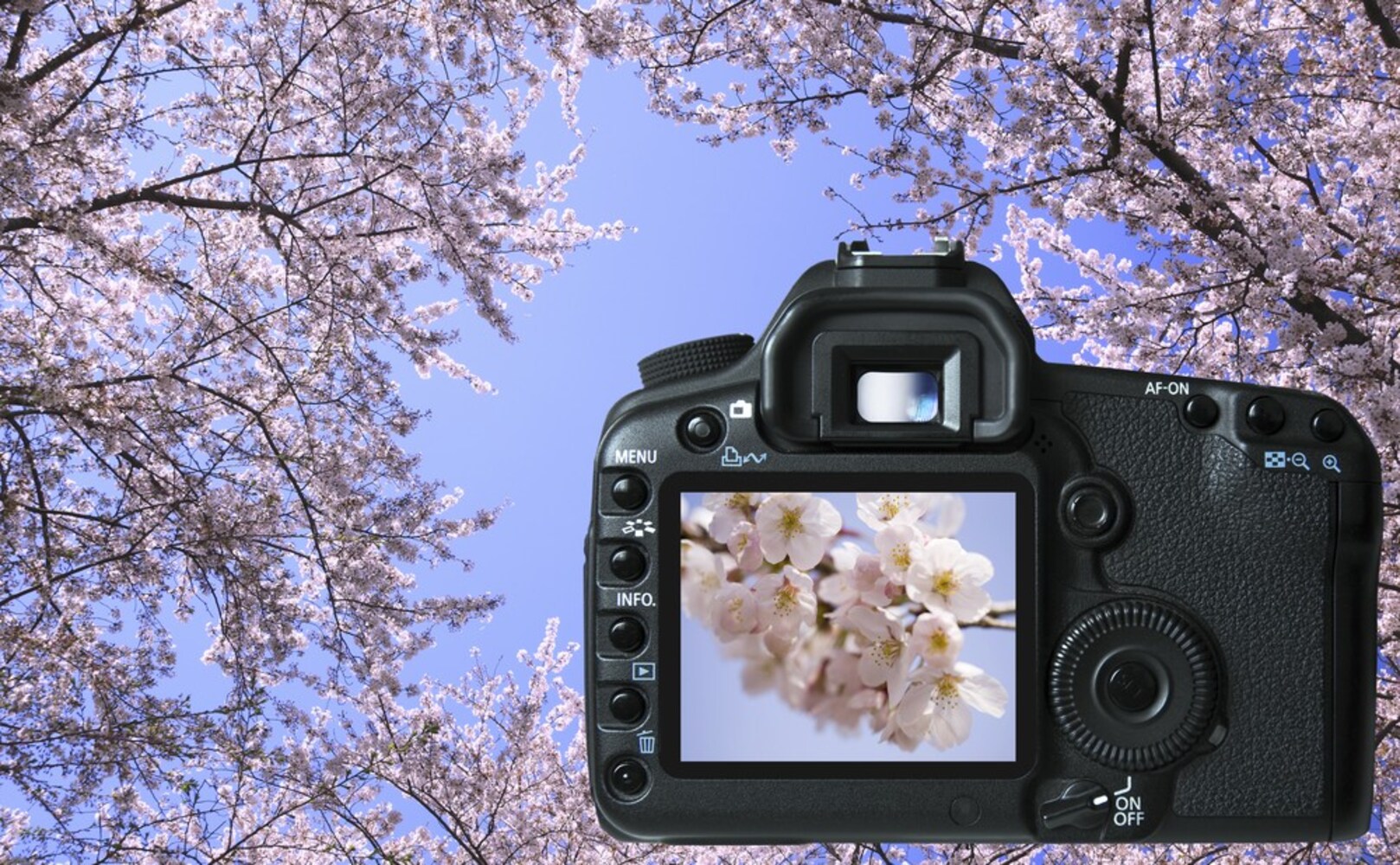最大撮影倍率|大きければ大きいほど被写体が大きく写し出される