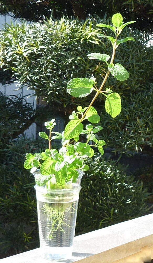 栽培方法|土を使わない「水耕栽培」は気軽にはじめられる