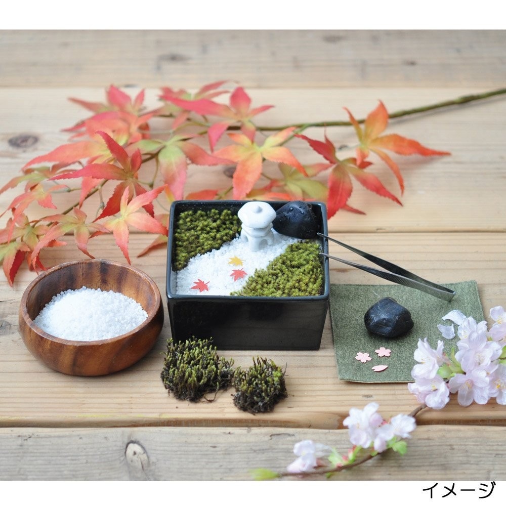苔リウム|高い湿度が必要な種類が育てやすい