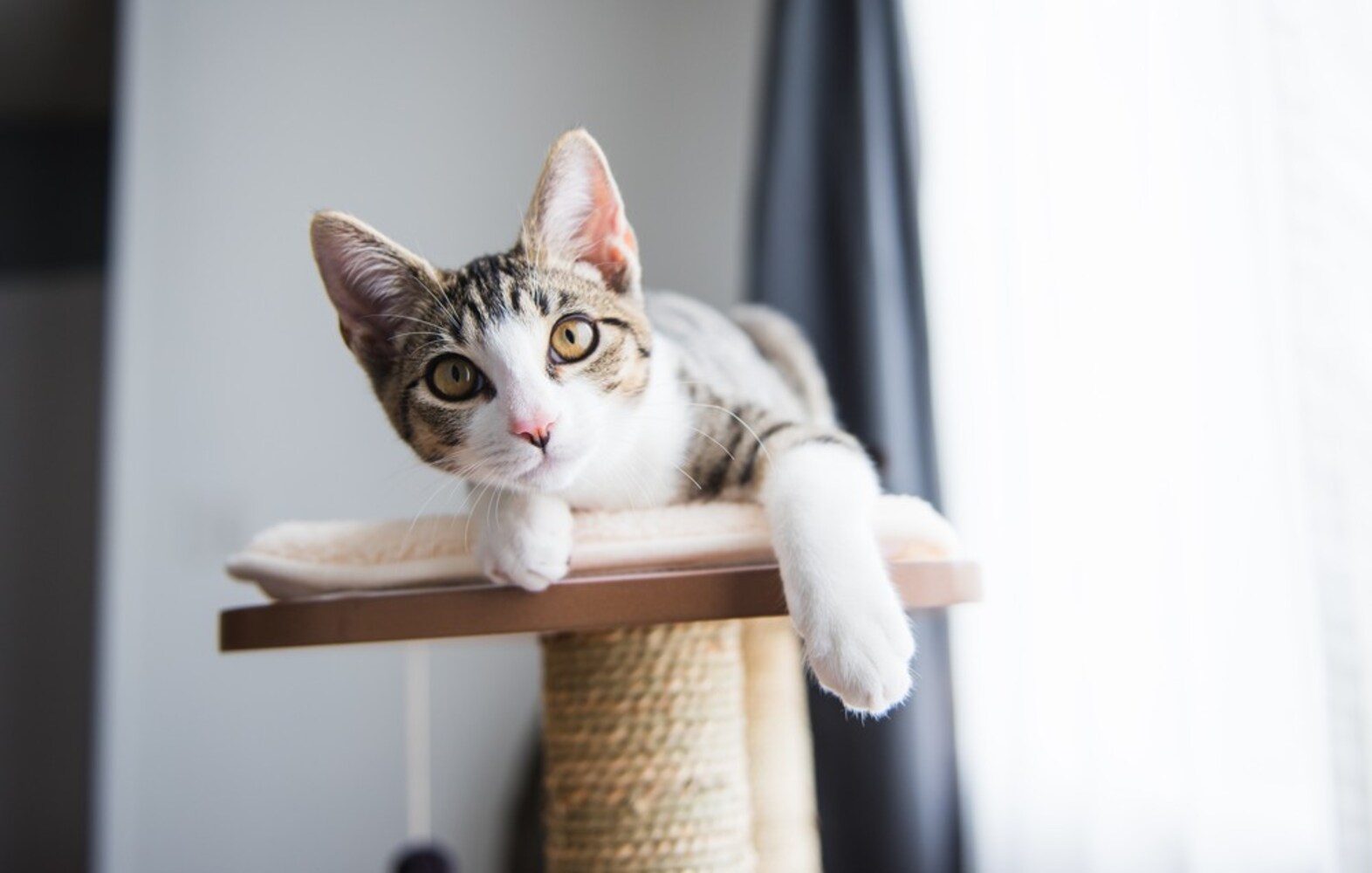 高さ|猫は高いところが大好き。2~3段タイプを