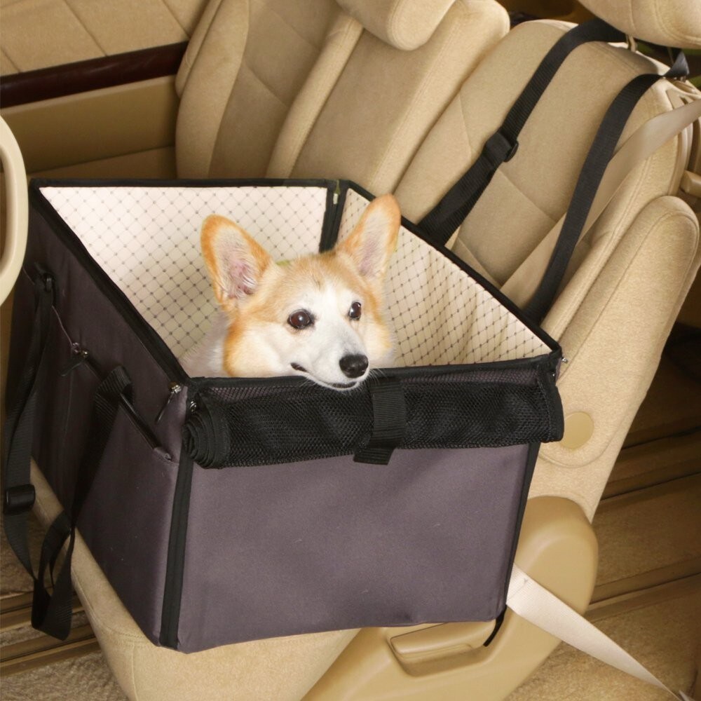 安定感|飛び出し防止リード必須!急ブレーキから愛犬を守る