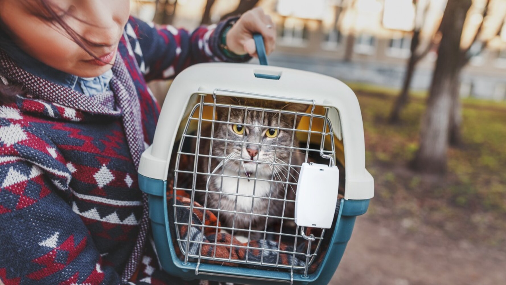 サイズ|体の成長を考えて選ぼう!広すぎない方が猫は落ち着きやすい