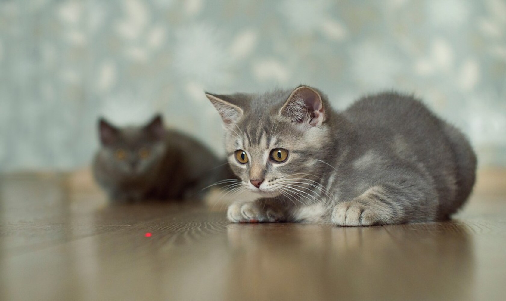 種類2|飼い主さんと一緒に遊べる釣り竿型おもちゃ、手が疲れないライト