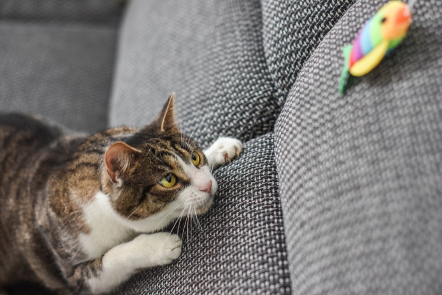 デザイン|ヘビや蝶のデザインは猫の興味をひきやすい