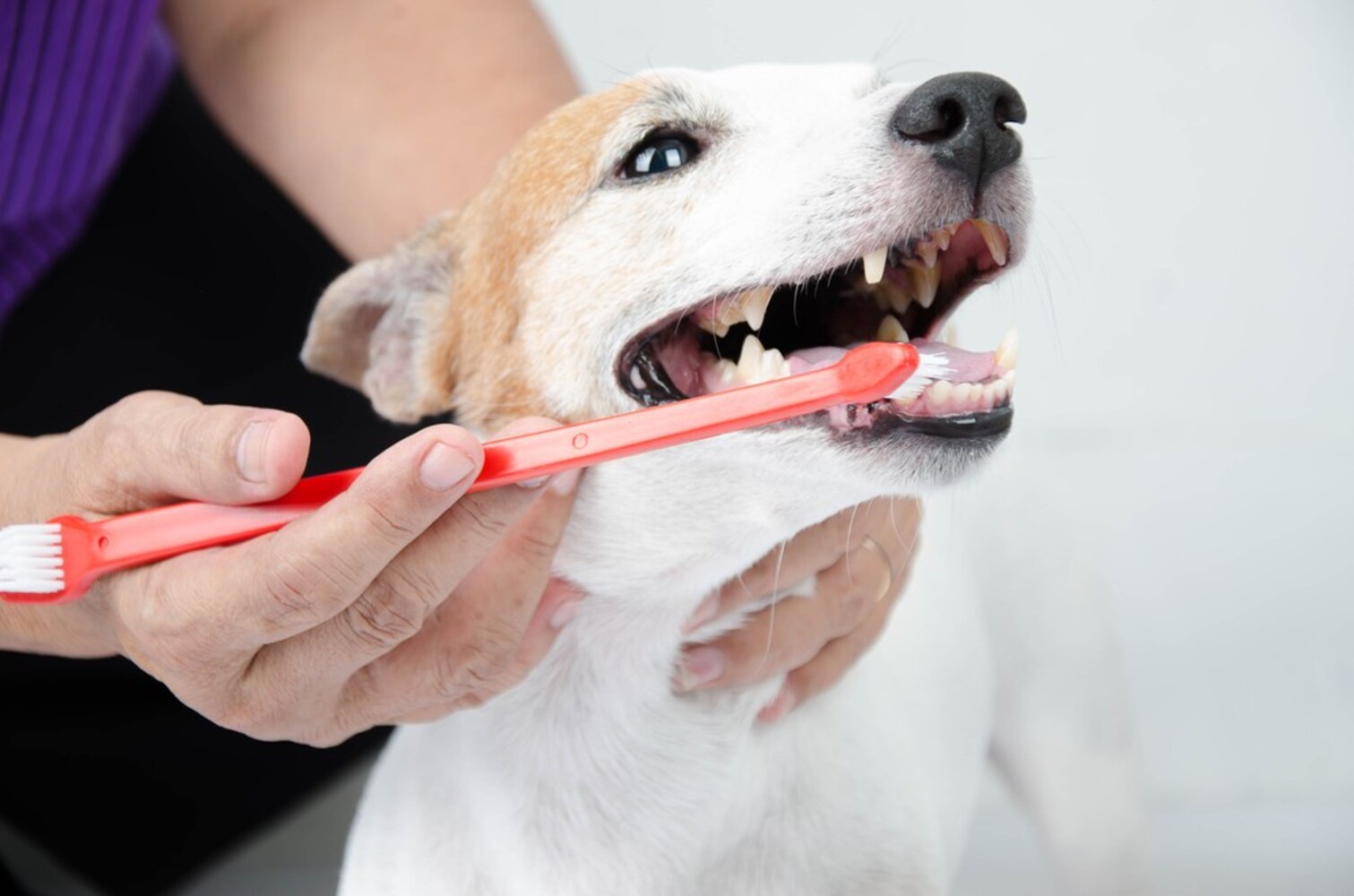 犬の口臭|デンタルケアのおもちゃも利用して