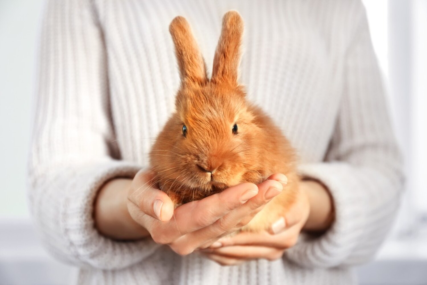 小動物の排泄臭|トイレを設置、専用商品を使ってみても