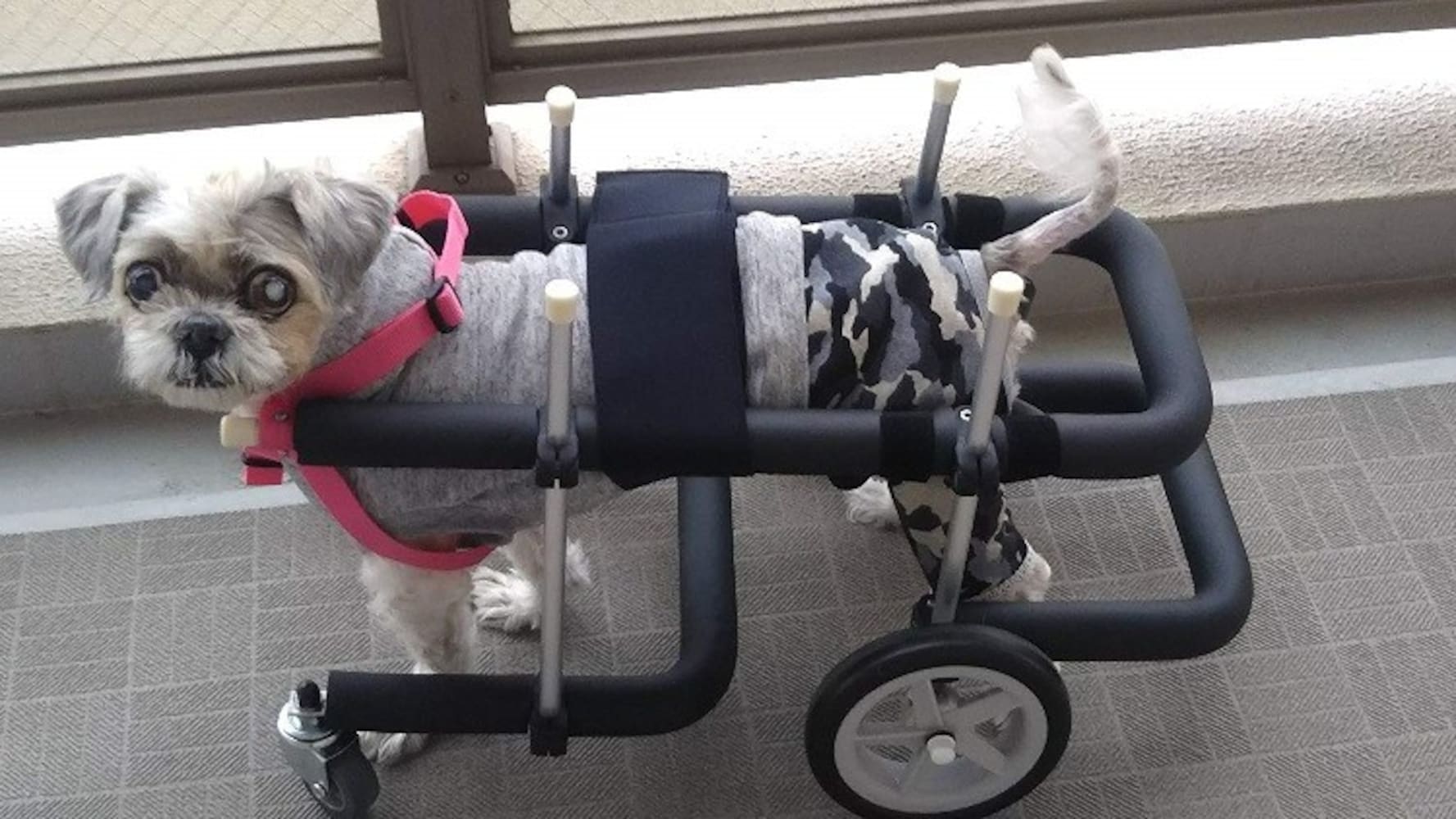 小型犬4輪歩行器!リハビリ!食事補助!犬の歩行器!介護用!犬用車椅子
