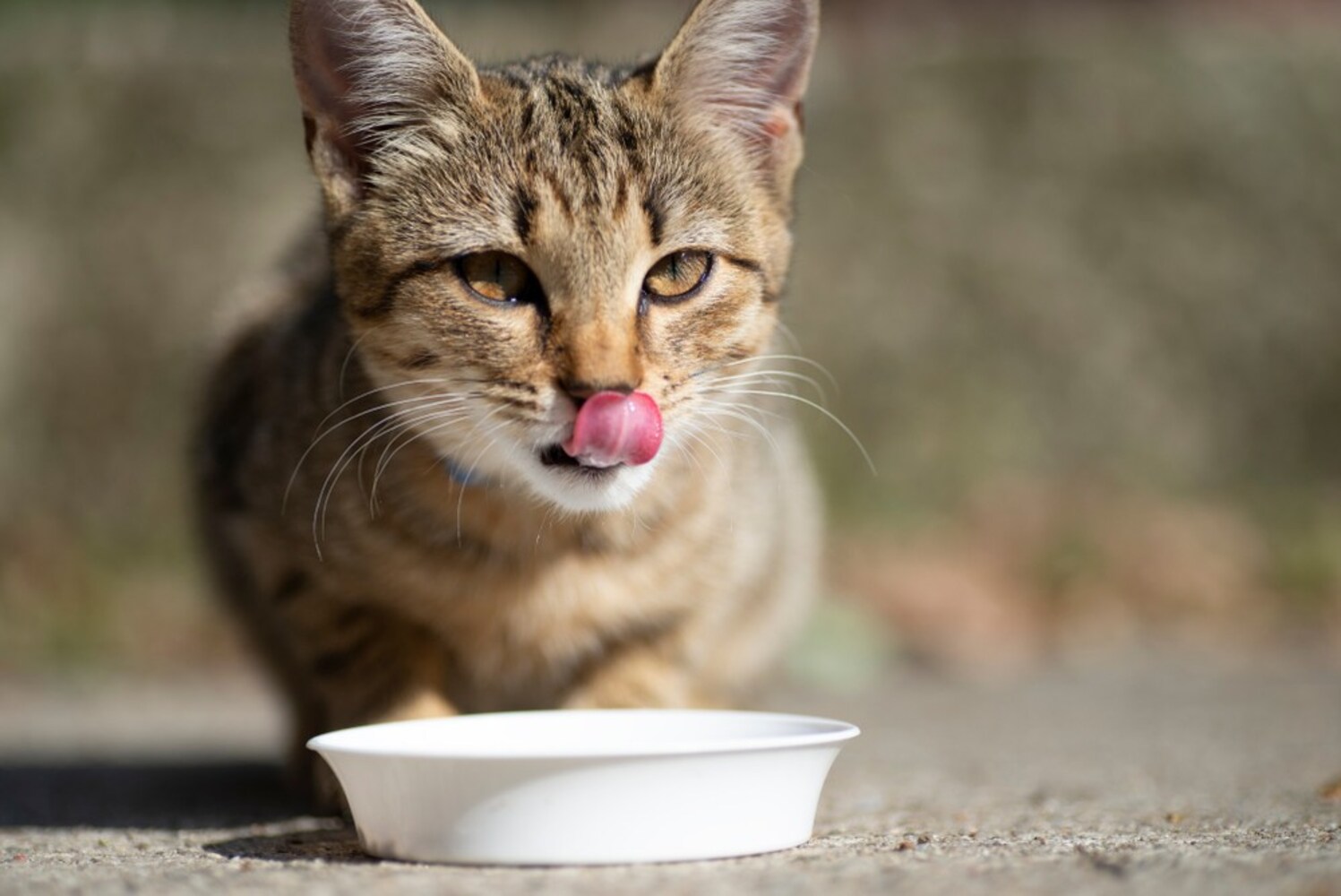 飼い猫が見つかったときの捕まえ方のコツは