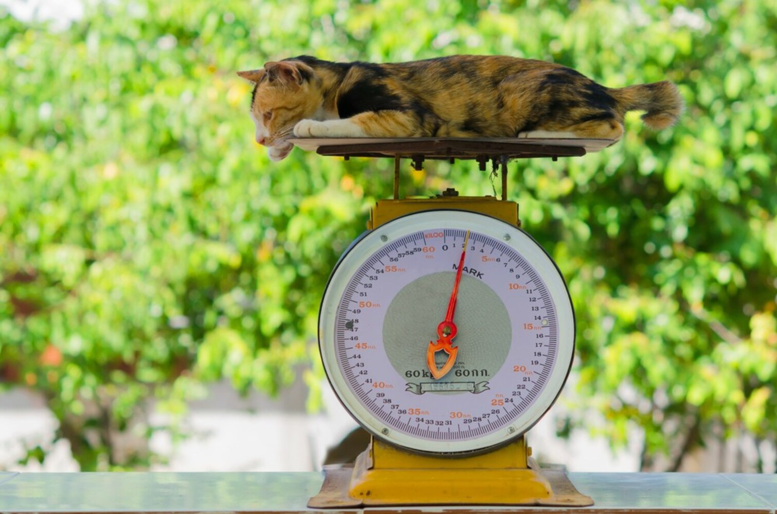推奨体重|耐荷重などをチェック!猫ちゃんに安全なものを