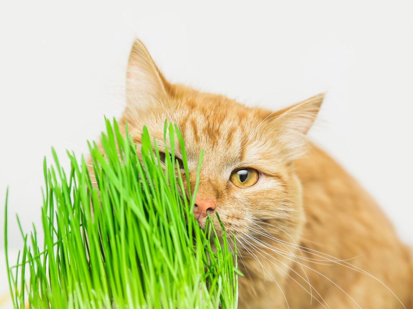 猫草|野菜や植物に興味を示す子におすすめ