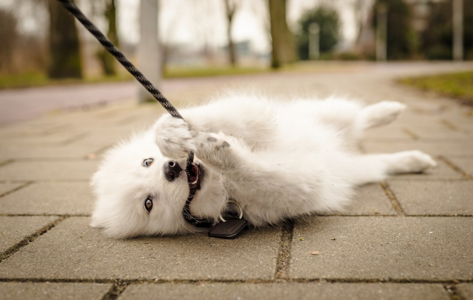 犬がリードを嫌がる・噛む原因は?その対処法もチェック