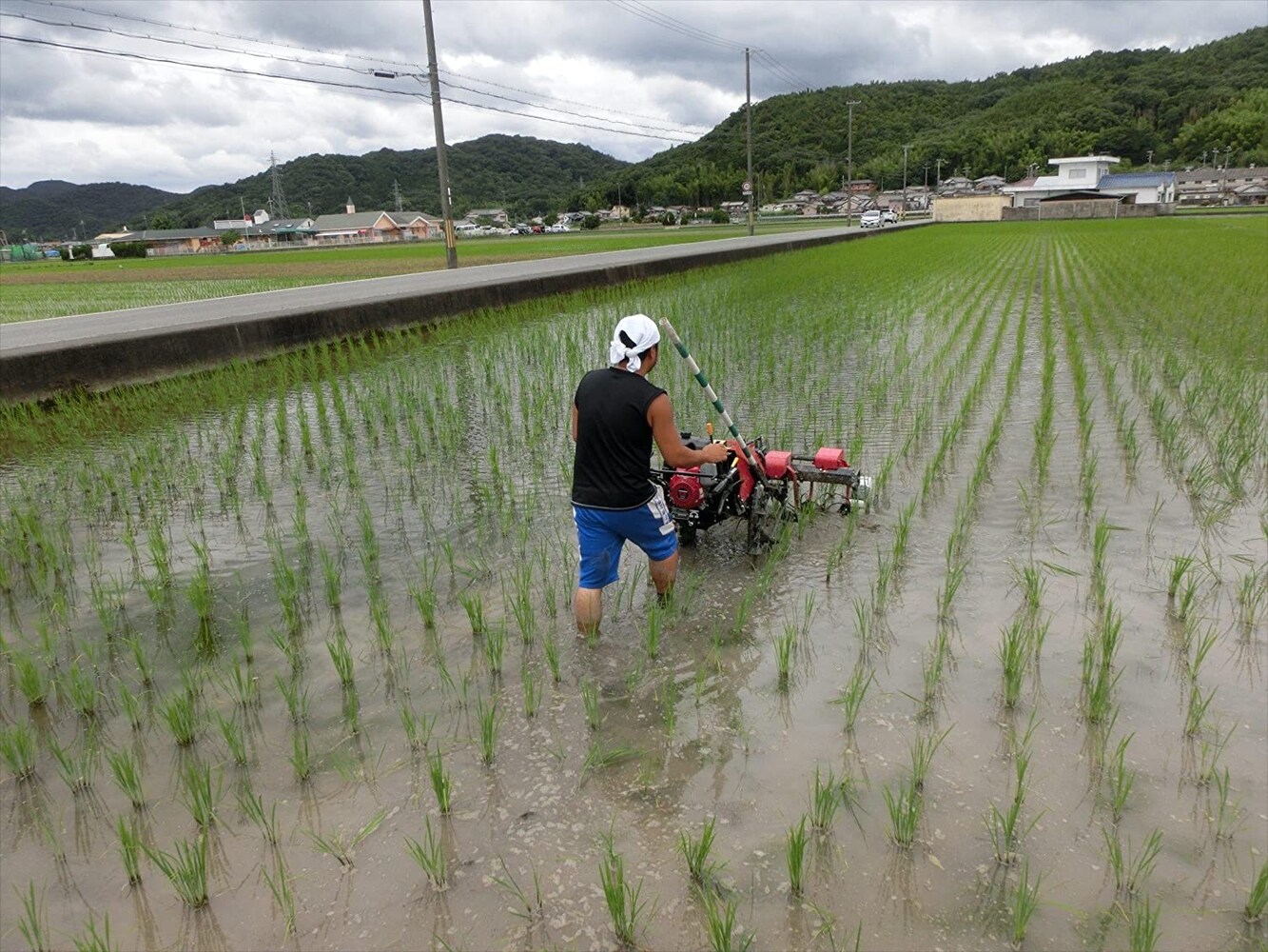 栽培方法|心配な方は「無農薬栽培」「減農薬栽培」を選んで