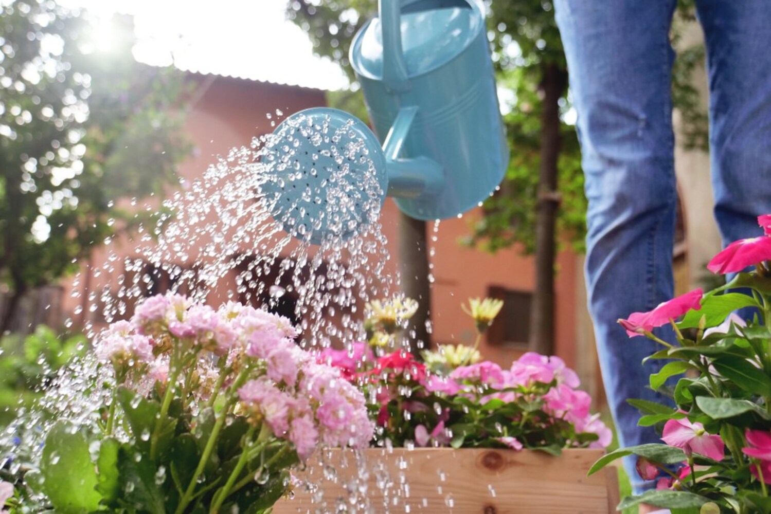 水やり|土が乾いたらたっぷりと水を与えよう
