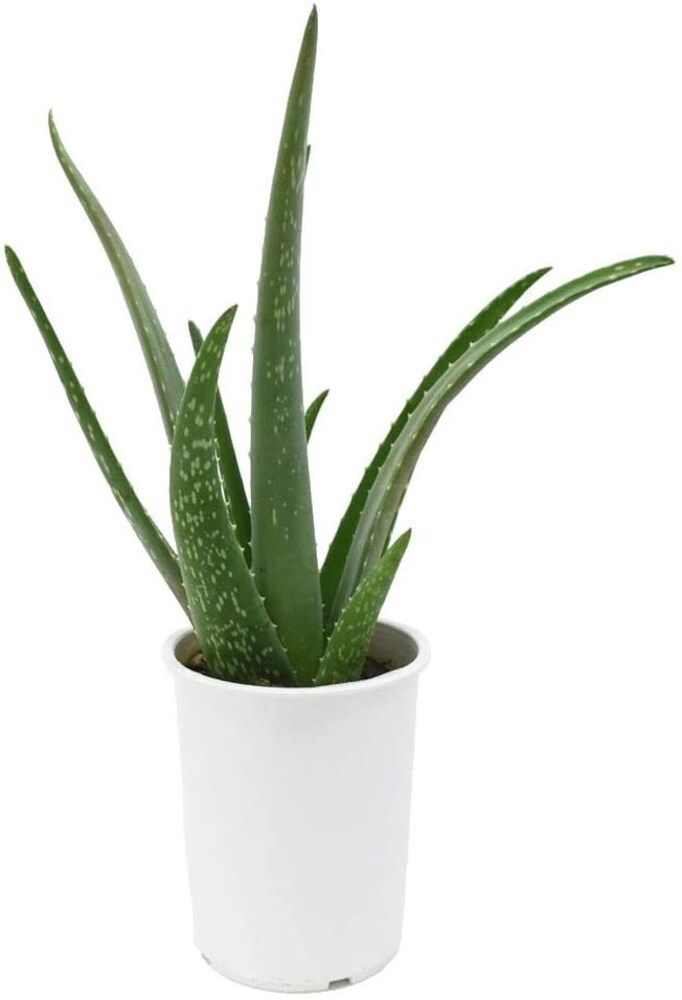 ・多肉植物系