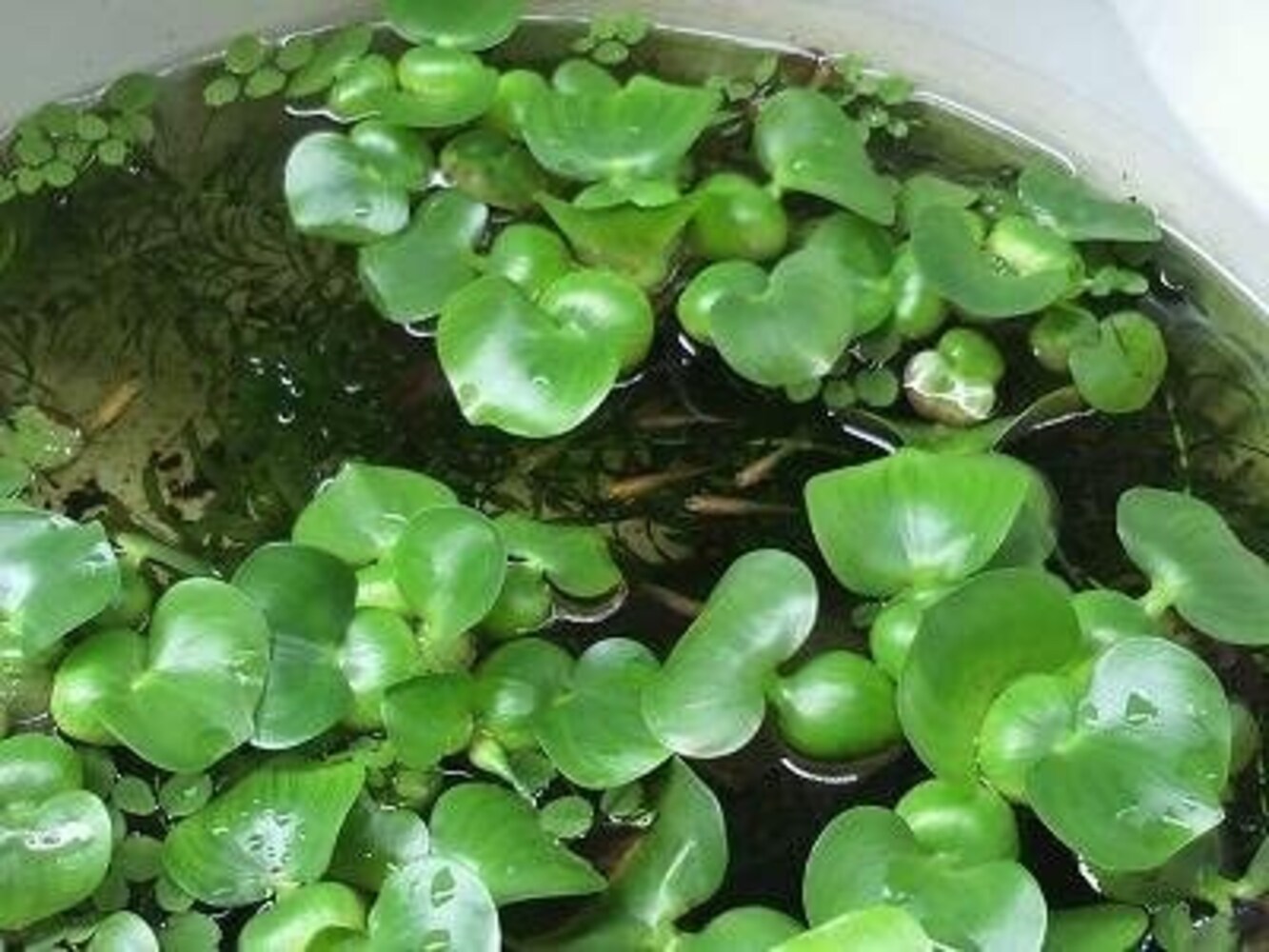 レイアウト|葉が硬い水草なら食べない