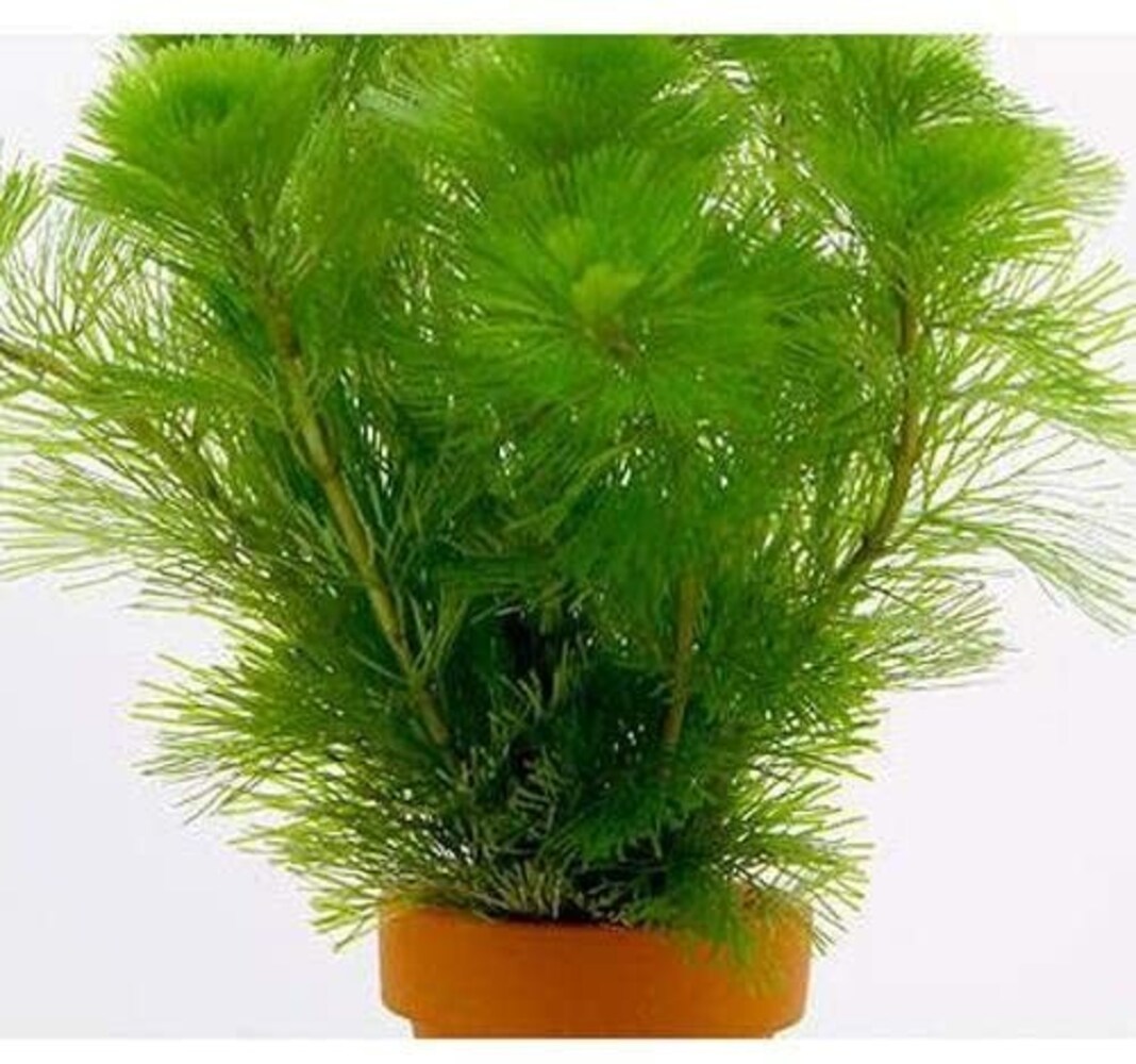 良く育つ水草はトリミングの手間がないものを!