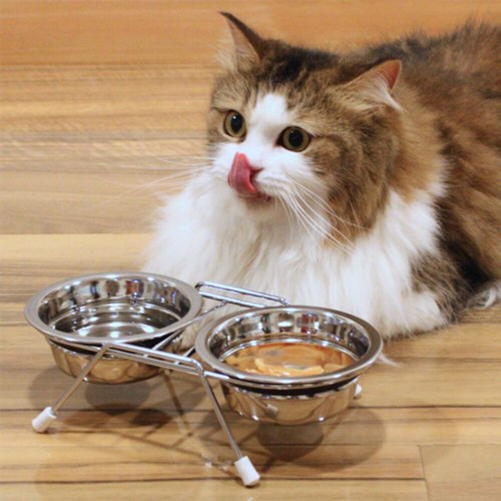 イメージ猫