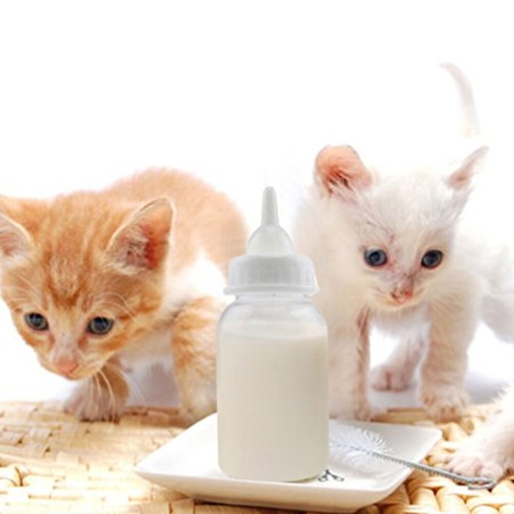 猫2