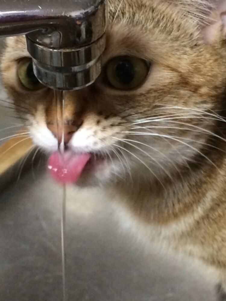 蛇口から水を飲む猫