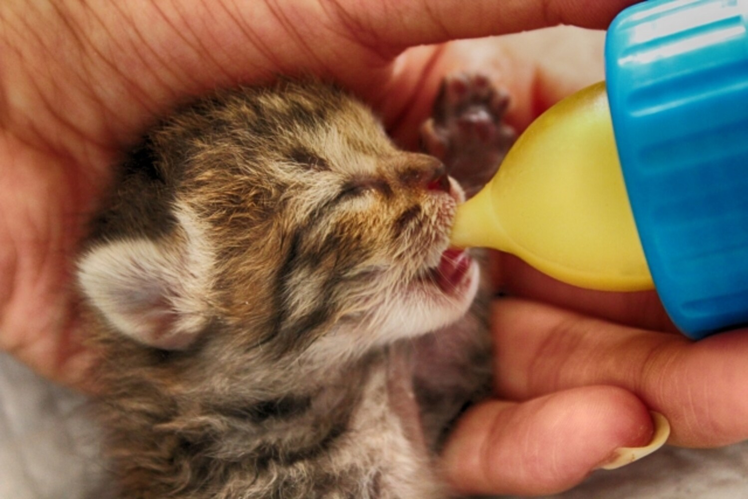 ミルクを飲む子猫