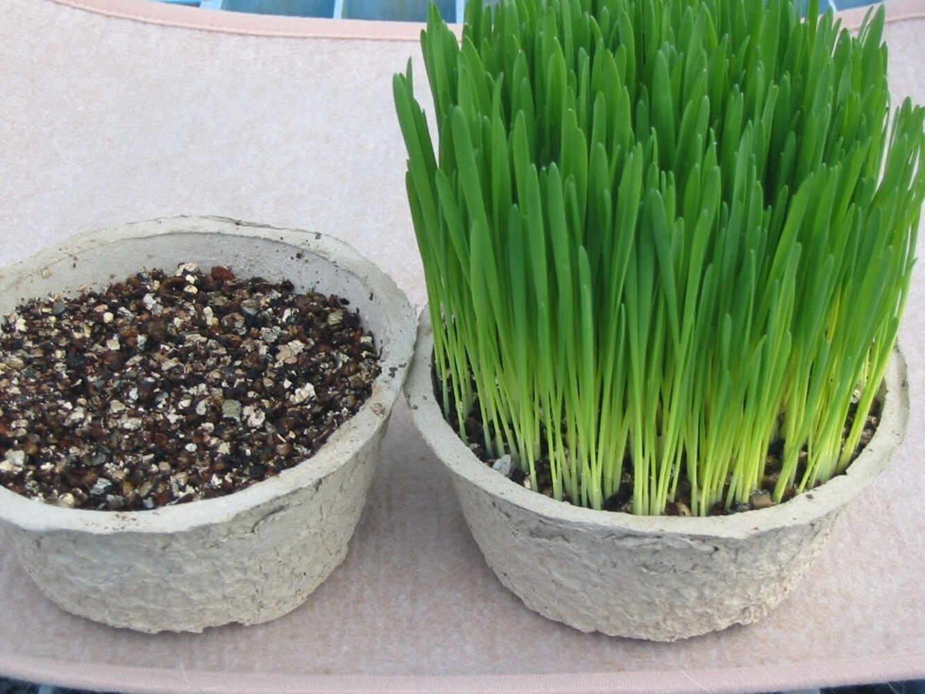 農場直送!猫の必需品 “そのまんま猫の草” 2鉢セット