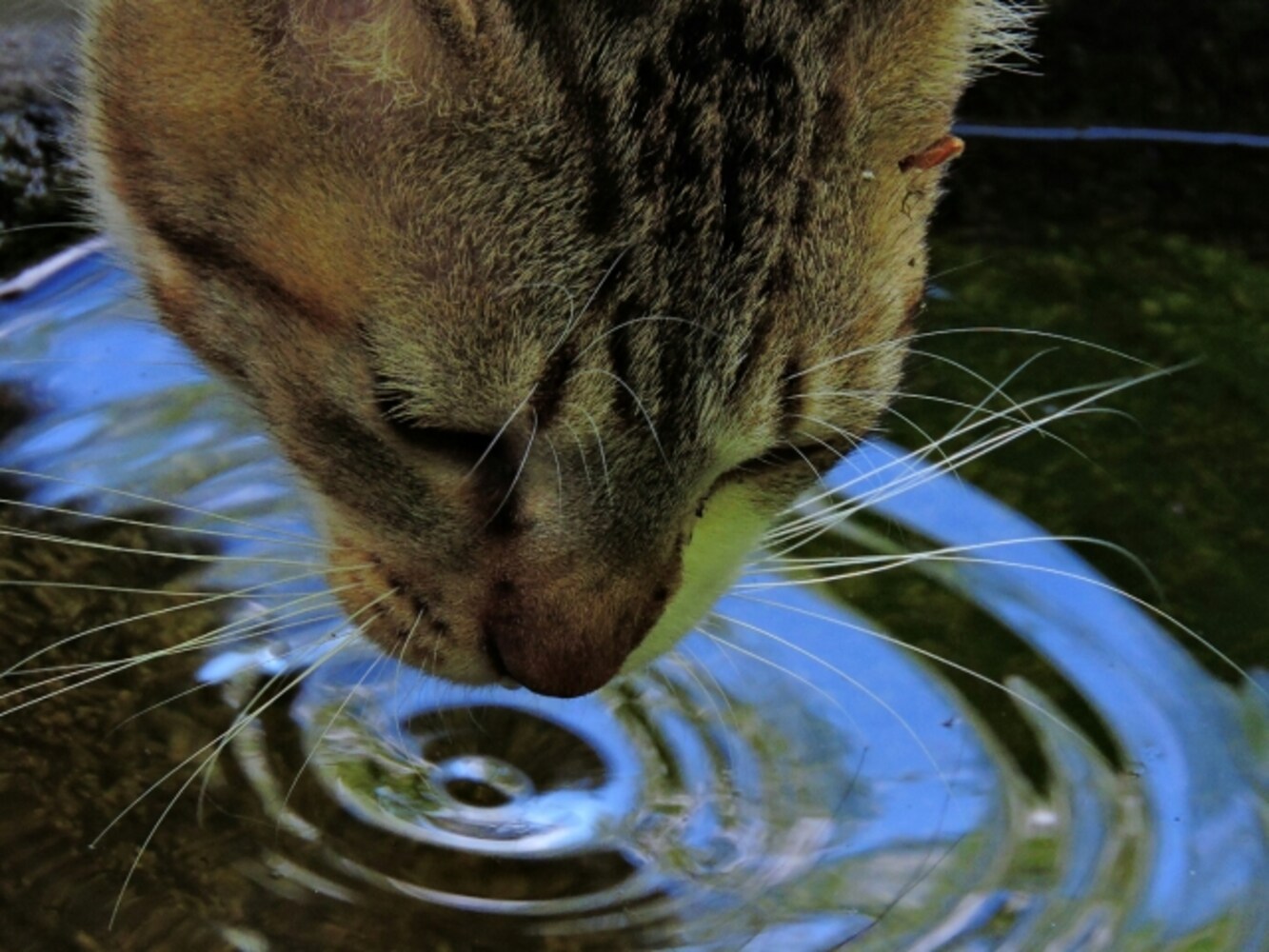 水を舐める猫