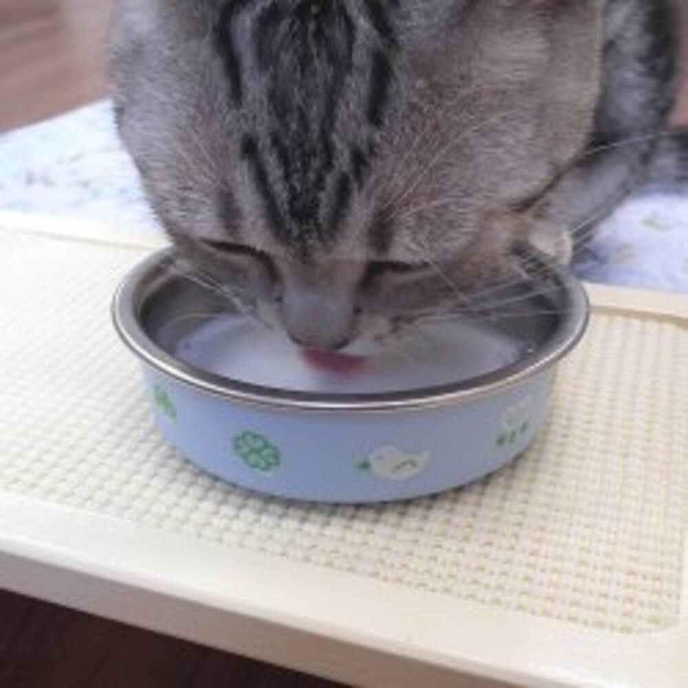 ねことミルク