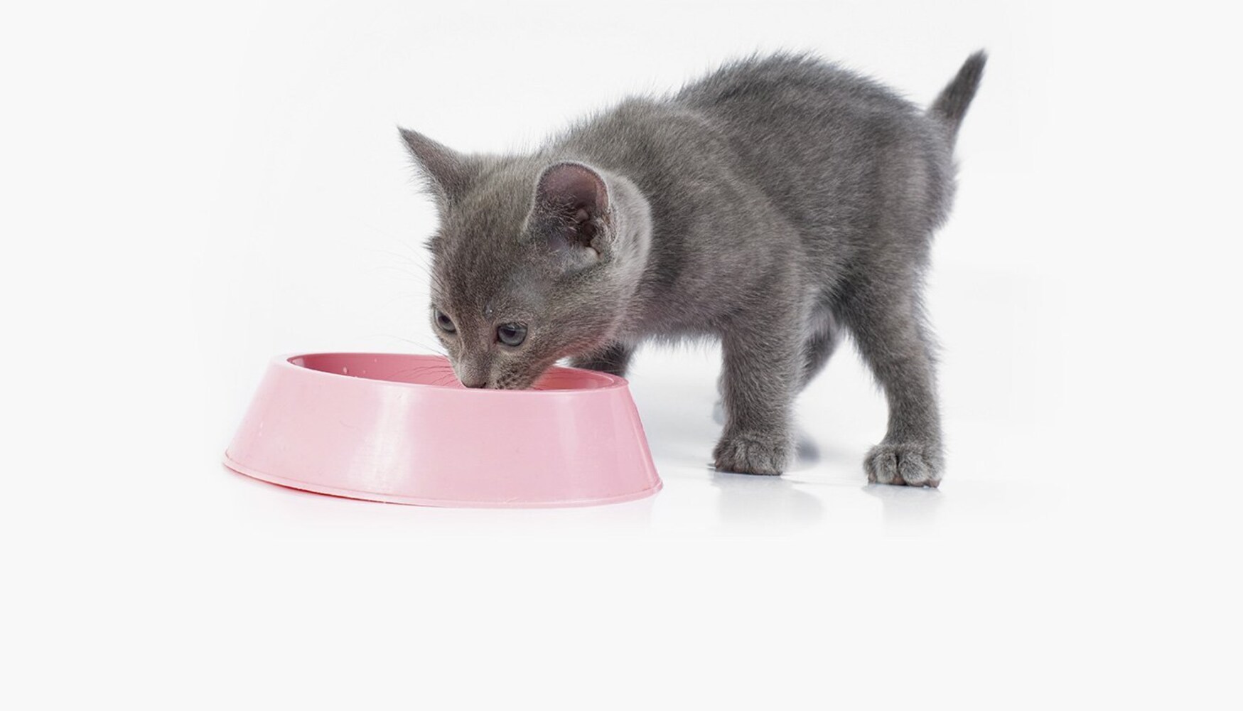 子猫3