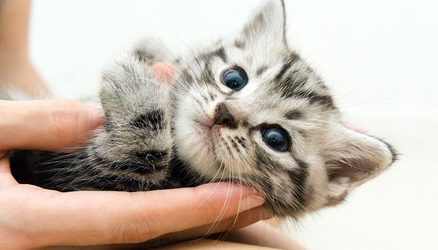 可愛い猫
