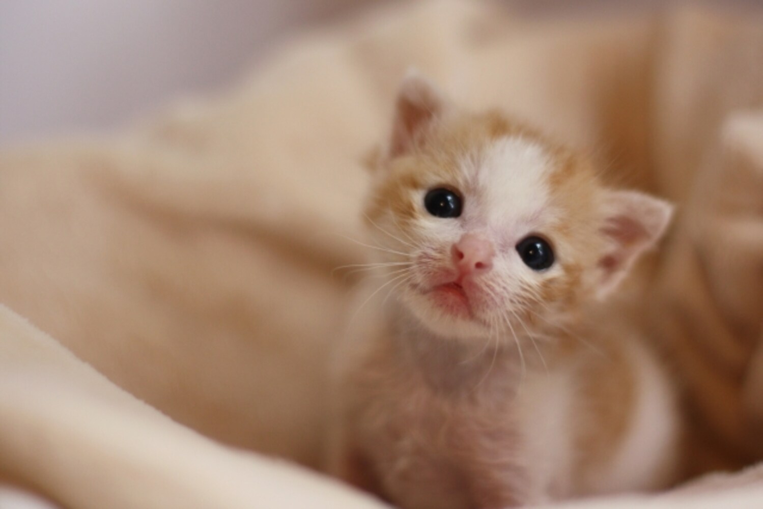子猫