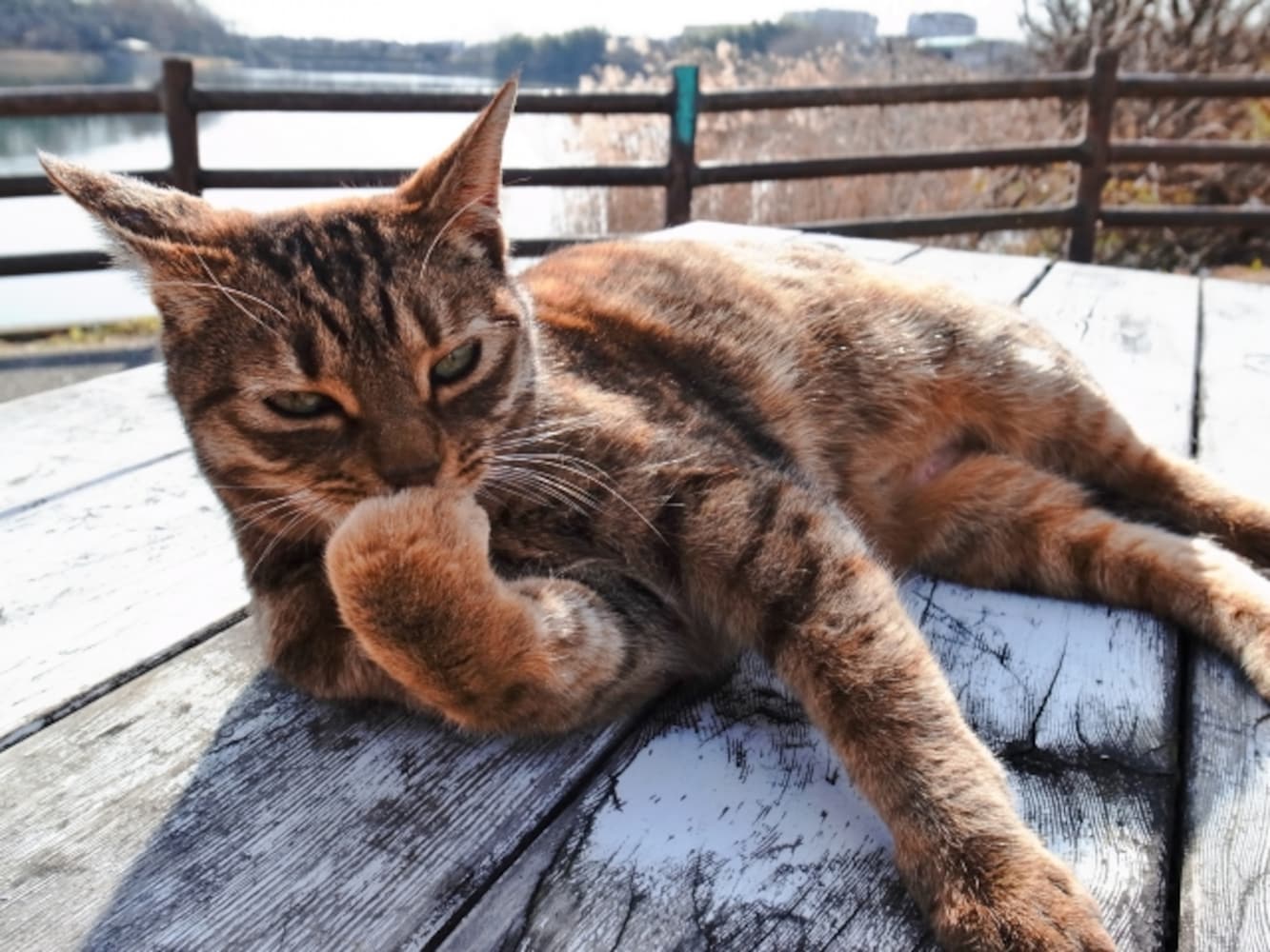 毛づくろいする猫
