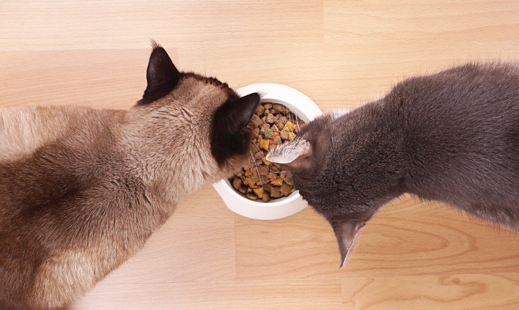 猫がフードを食べるイメージ画像
