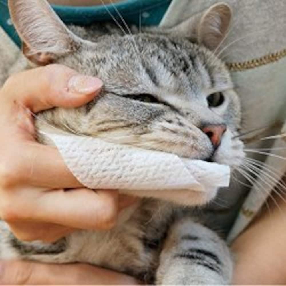 歯磨きする猫