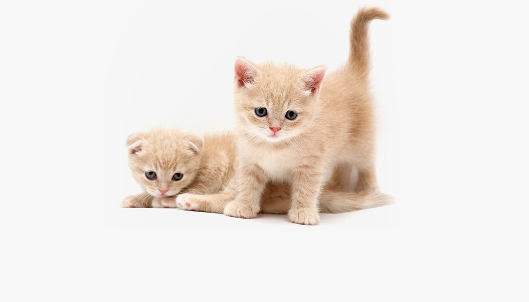 子猫2