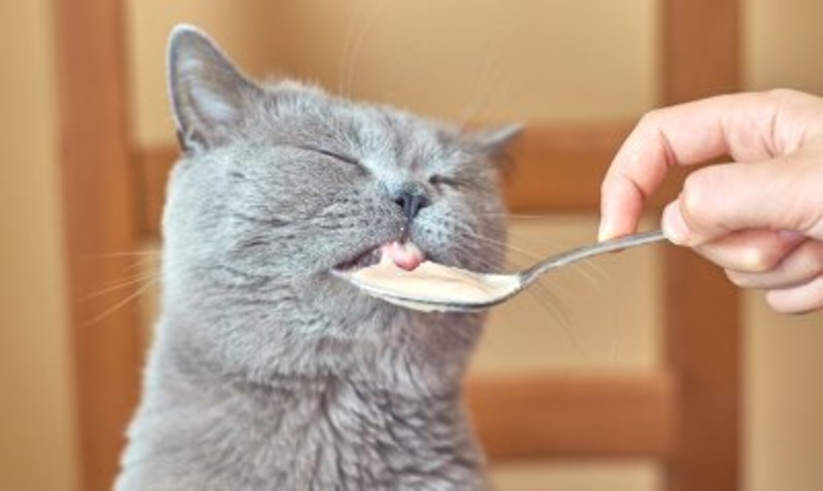ミルクを飲む猫