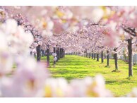 【時候の挨拶】4月上旬・中旬・下旬の季節の挨拶と結び文、ビジネスやカジュアルに対応