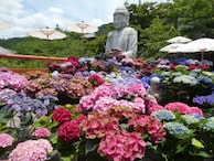 奈良のお寺で見つけた「あじさいの絶景」5選！ “花の御寺”長谷寺、“あじさいだらけ”の矢田寺など