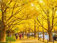 関東地方で人気の紅葉スポットランキング！ 2位は「明治神宮外苑」、1位は？【専門家のおすすめも】