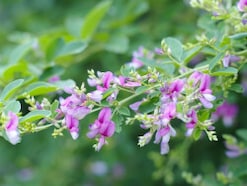 秋の七草の簡単な覚え方～歌と語呂合わせ「ハスキーなお袋」～