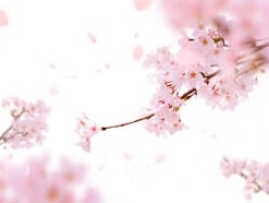 花あかり・花いかだ…恋愛から天気まで「桜言葉」を使ってあなたも風流美人！