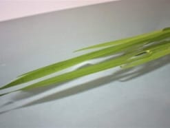 菖蒲湯の入り方・やり方、菖蒲笛の作り方や菖蒲打ちなど活用術も！