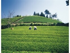 八十八夜とは？2022年はいつ？ 意味や茶摘みとの関係