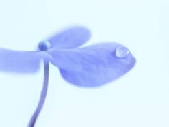 【梅雨言葉】梅雨といえば憂うつ……? 実は綺麗で美しい季語や表現