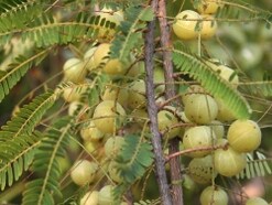 アムラとコケモモの効能とは……エイジング&バラ色肌に期待！